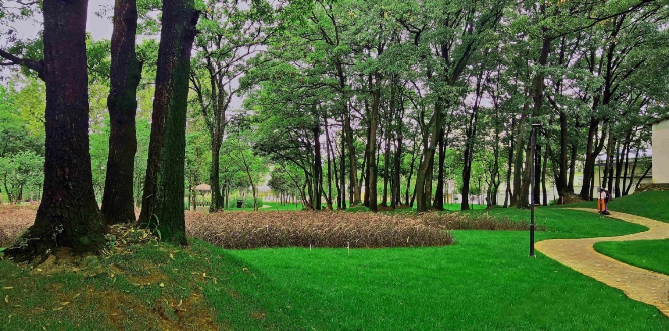 麒麟区古树公园：百年时光淬炼的生态人文秘境