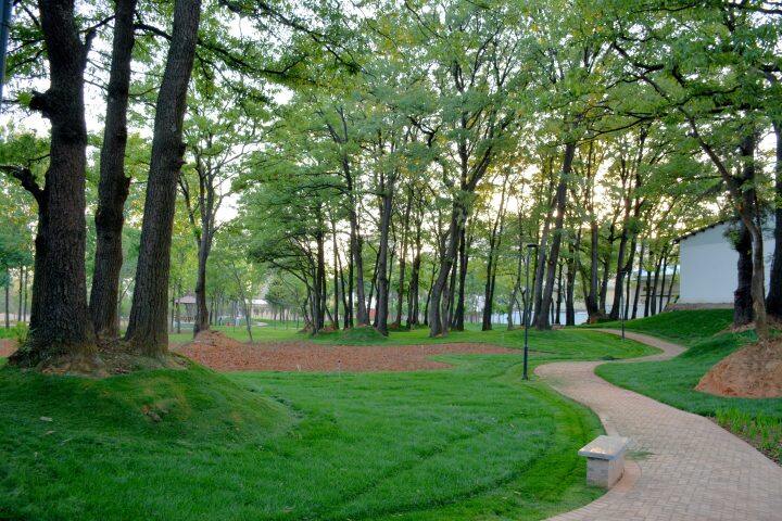 麒麟区古树公园:千年古韵藏幽境