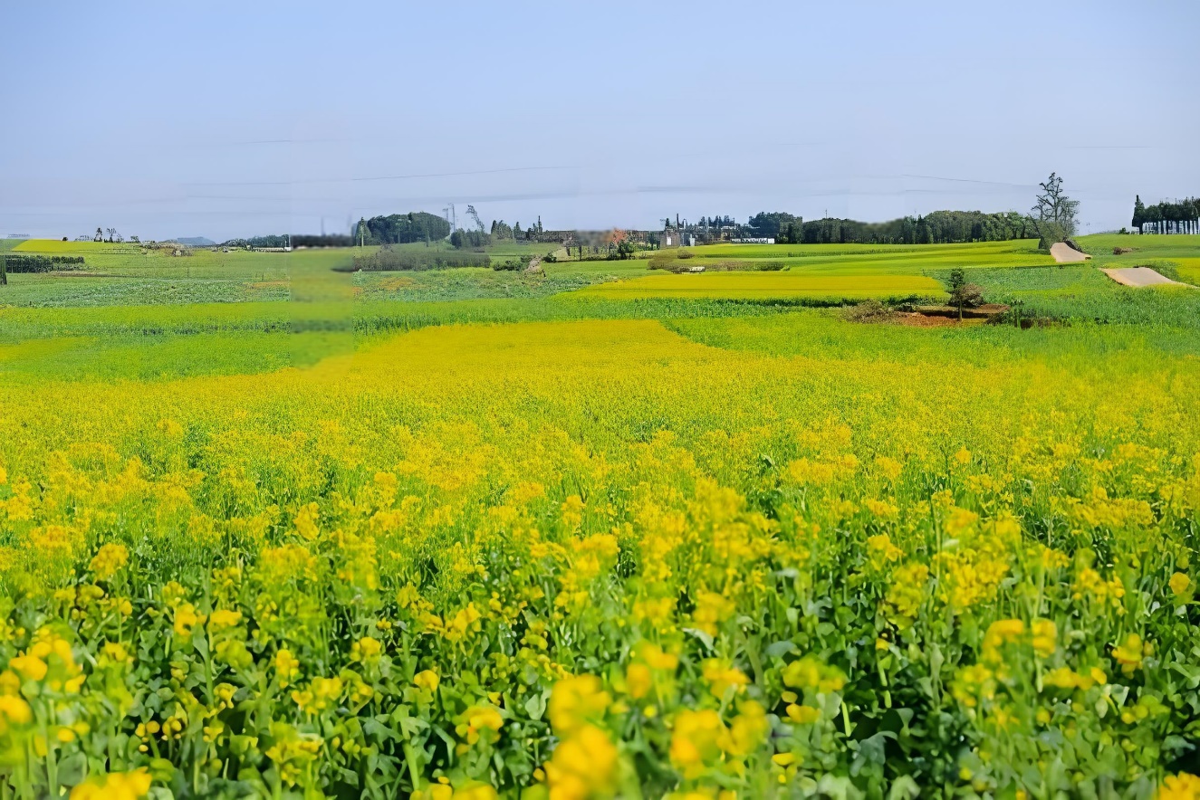 罗平油菜花海：文化软实力提升与经济发展的双赢典范