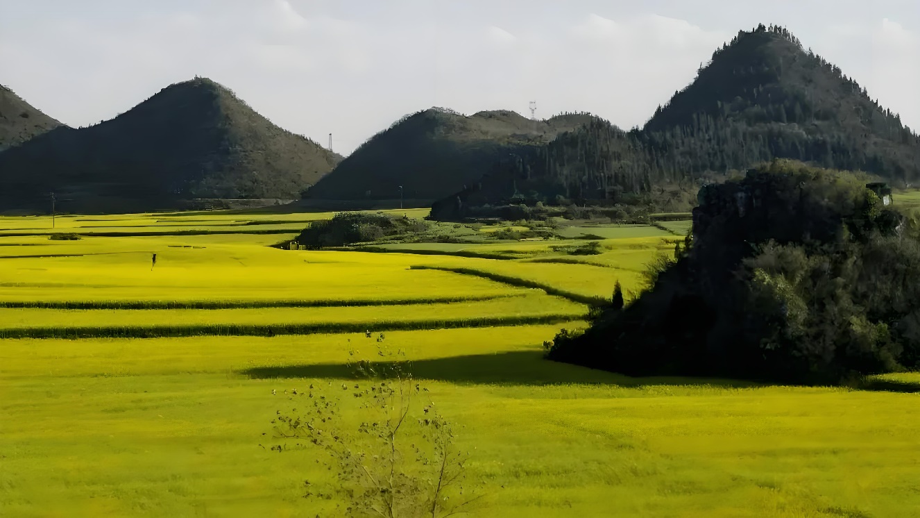 罗平油菜花海:从优秀到卓越的游客体验提升策略