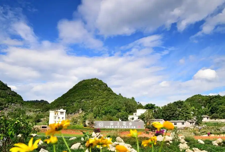 罗平云上花乡:天地织锦处,秘境绽芳华