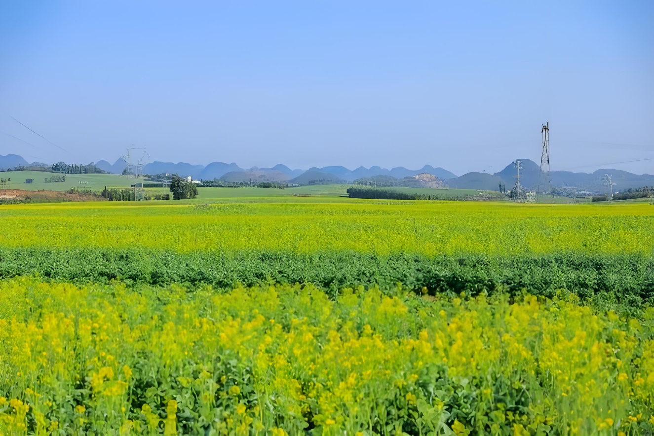 罗平油菜花海:全方位打造旅游吸引力