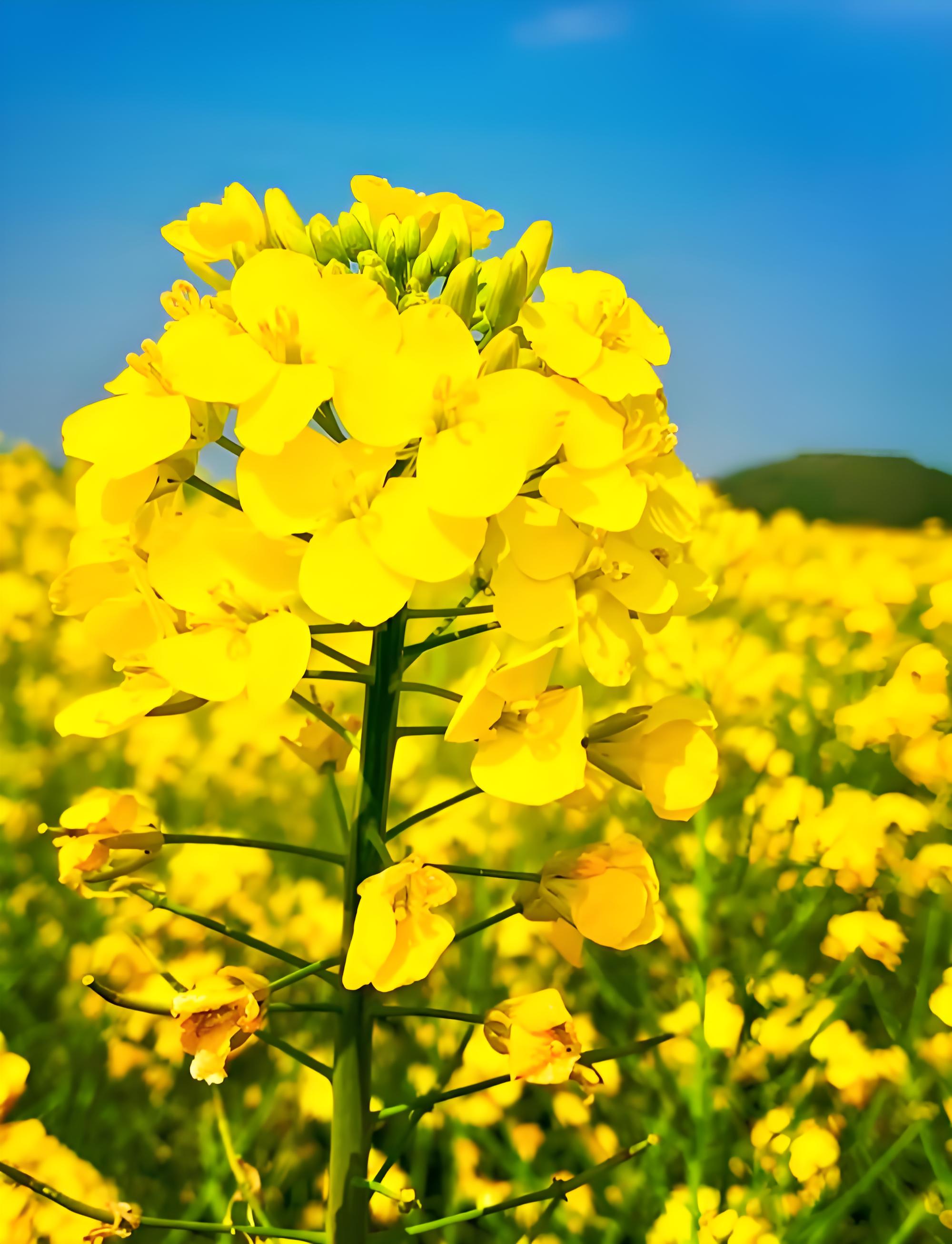 罗平油菜花海：文化软实力提升与民俗文化传承的双丰收