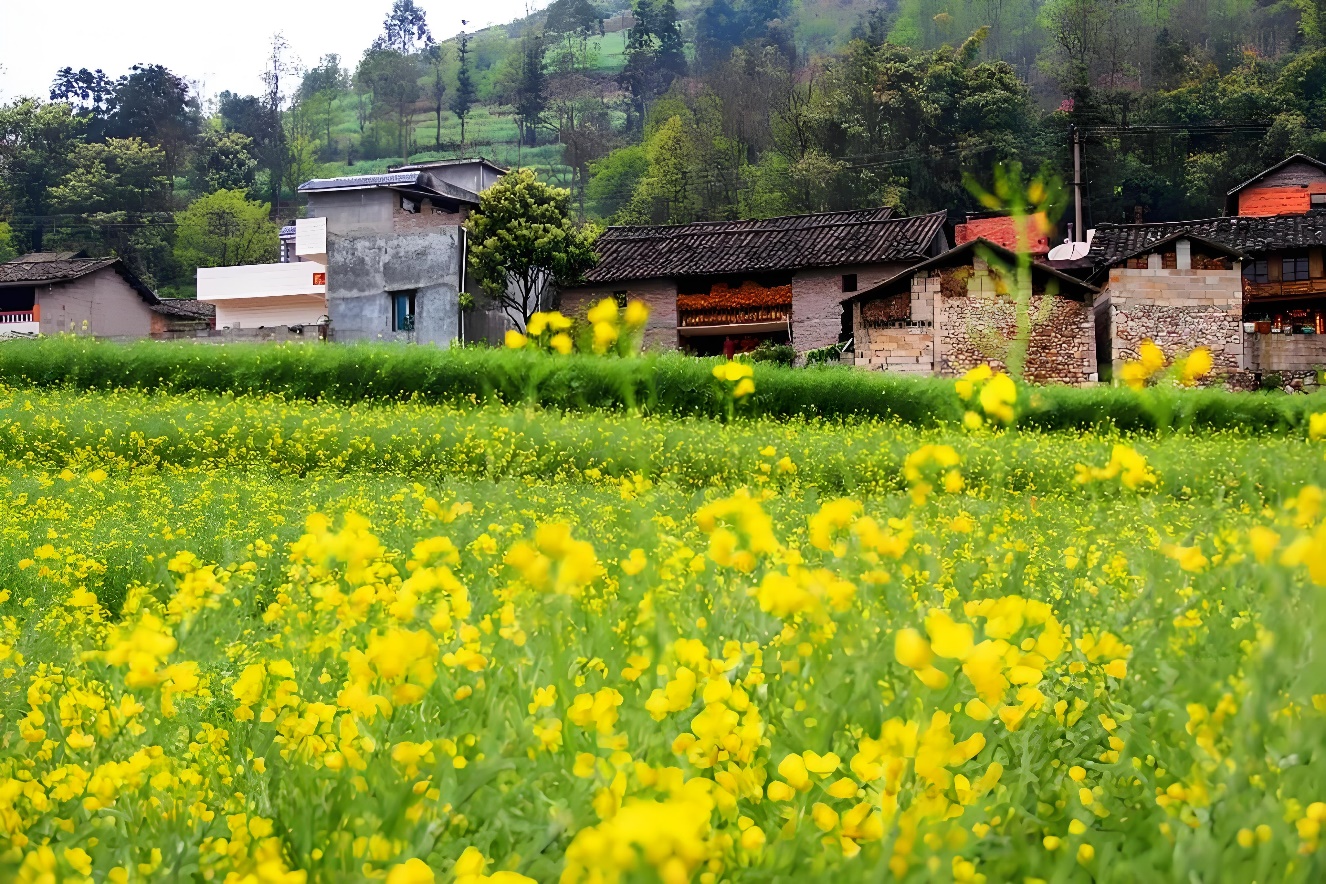 罗平油菜花海：“世界最大自然天成花园”的旅游魅力
