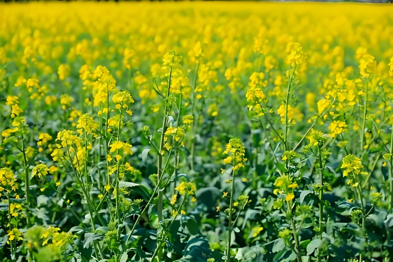 关于罗平油菜花海景区发展的建议:以创新互动体验为核心 推动旅游业升级