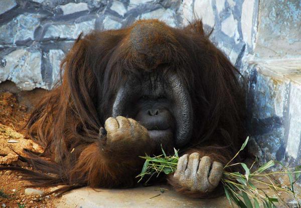 从钓老虎到元宇宙：云南野生动物园的双面二十年