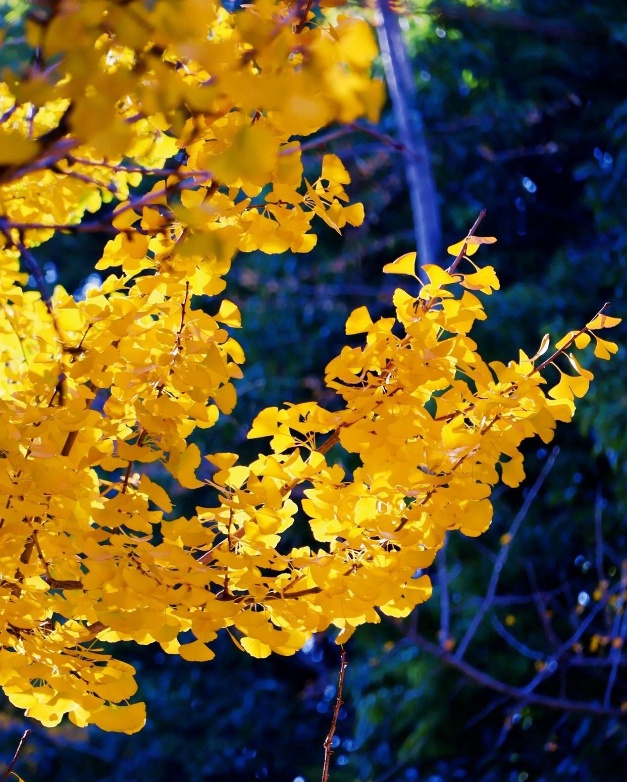 春融公园：昆明呈贡的生态绿洲与人文交响