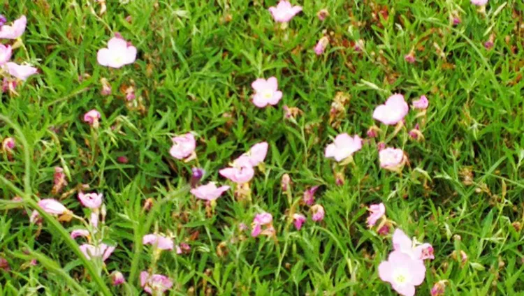 昆明斗南湿地：滇池畔的生态诗篇与时光记忆