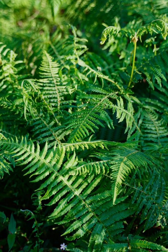 昆明大哨森林：都市人的“阿勒泰”秘境，山野间的诗意栖居